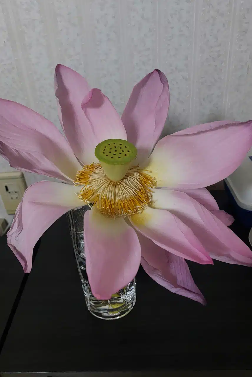 연꽃이 너무 예쁘죠?