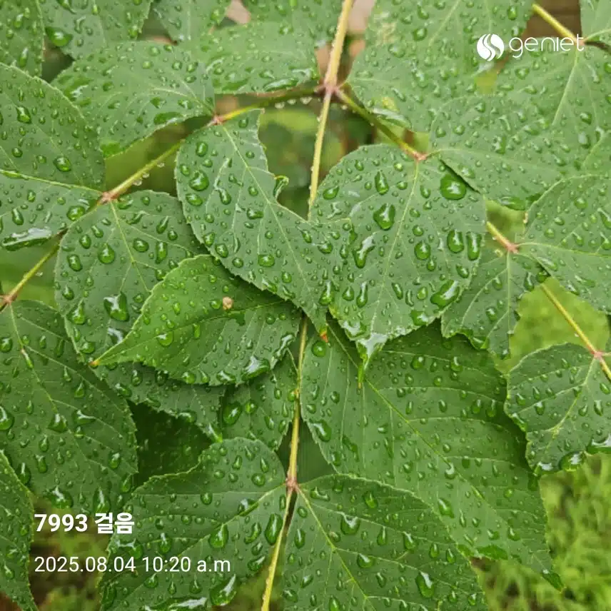아침 산책으로 🏃 