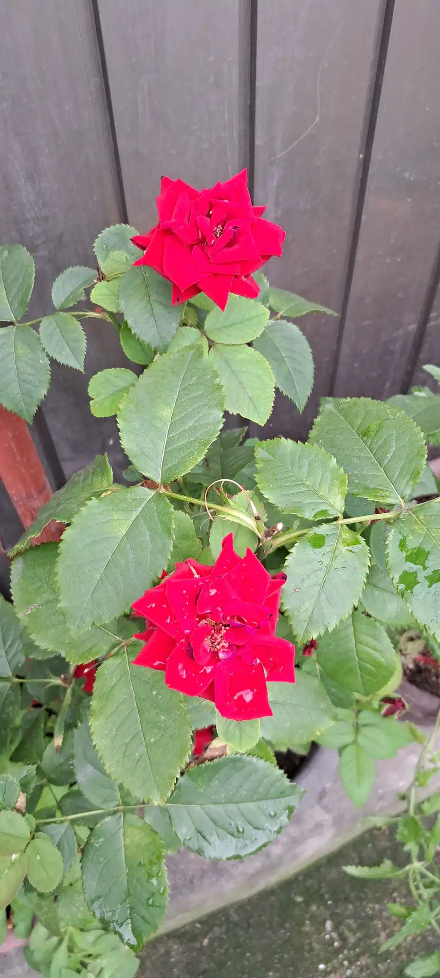 아침 산책중 꽃구경
