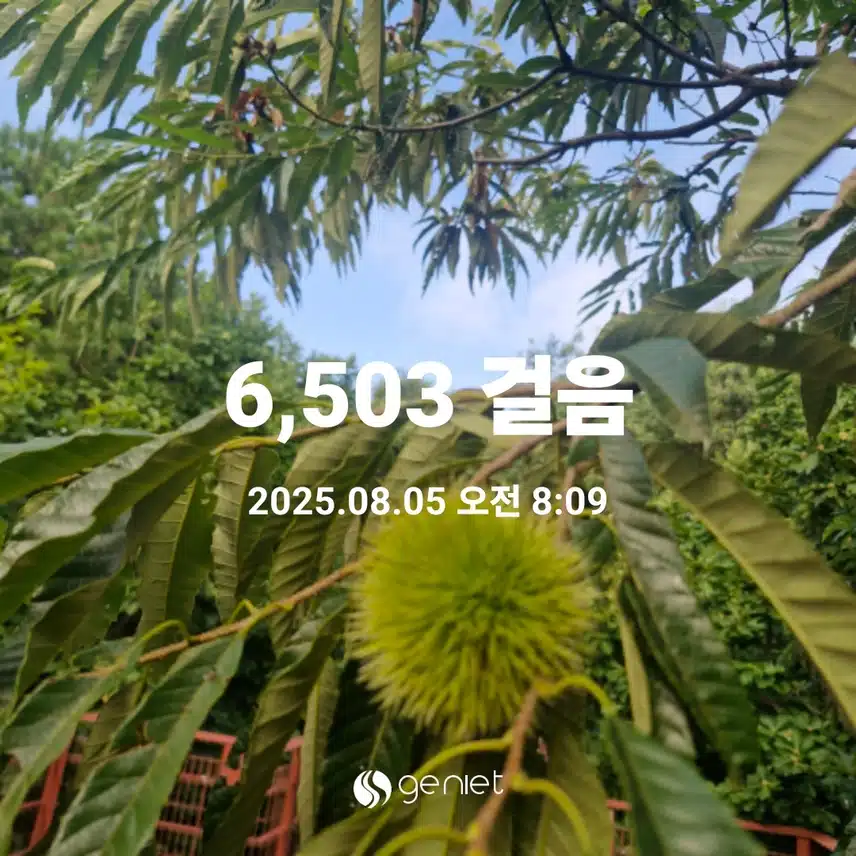피톤치드 그득한 숲