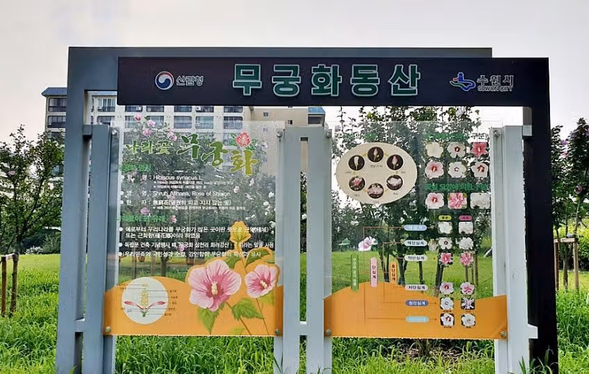 대한민국의 국화 여름꽃 '무궁화' 명소 소개해드릴게요