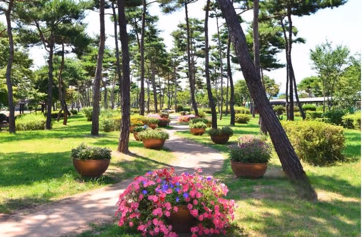 기네스북에 오른 여름 연꽃 명소 '무안 회산백련지'