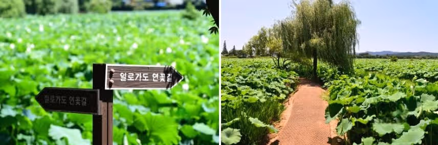 기네스북에 오른 여름 연꽃 명소 '무안 회산백련지'