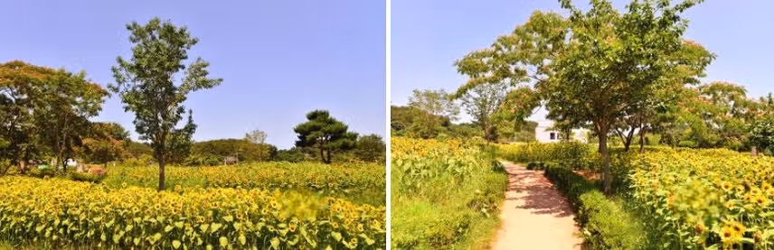 기네스북에 오른 여름 연꽃 명소 '무안 회산백련지'