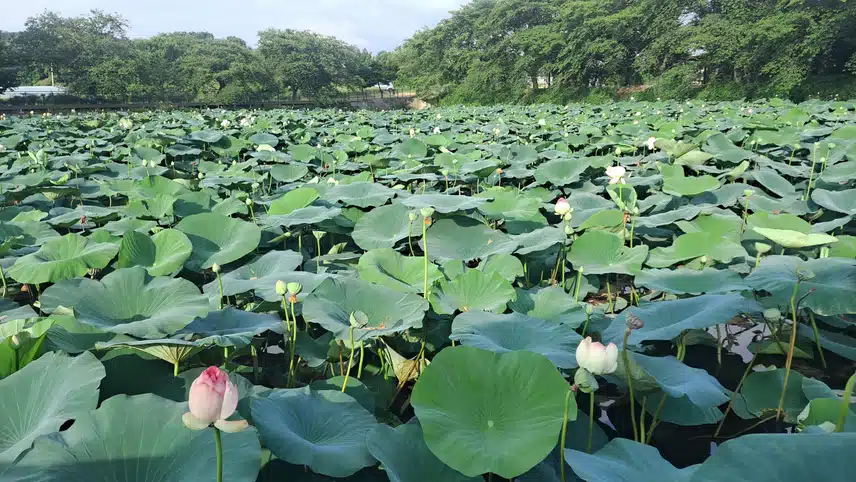 골정지 연꽃