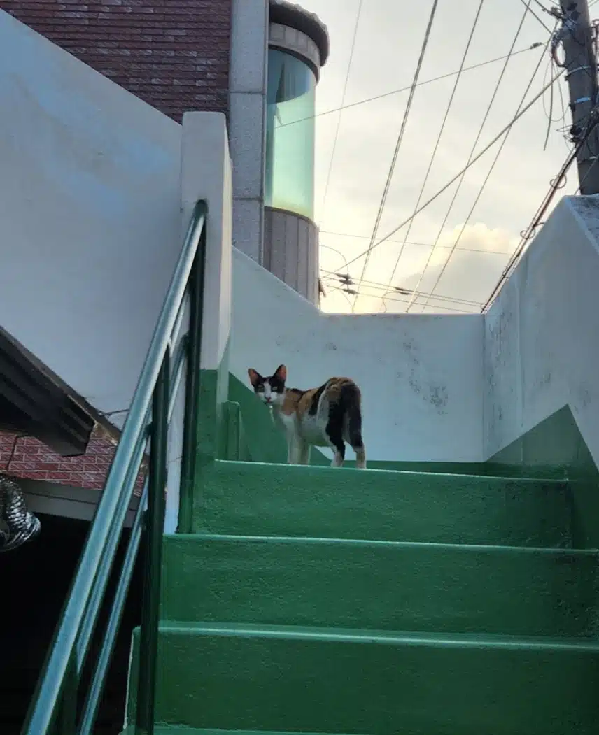 고양이 때문에 미쳐 버릴것 같네요😭