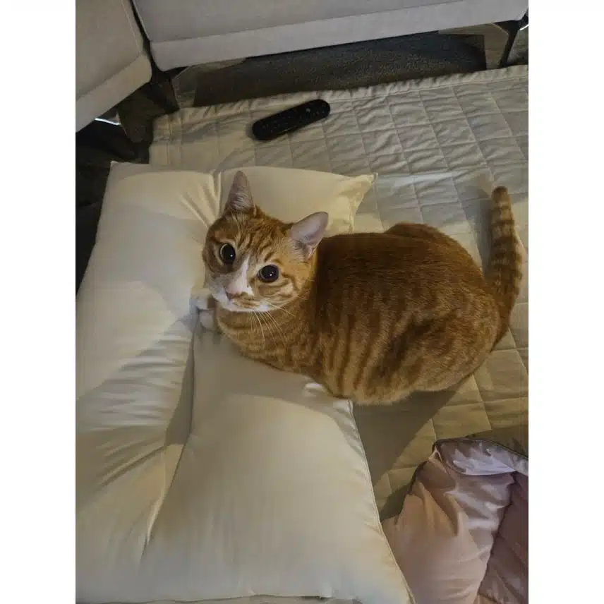 Skiz Reno 上传了一张他家猫的照片来纪念世界猫日。