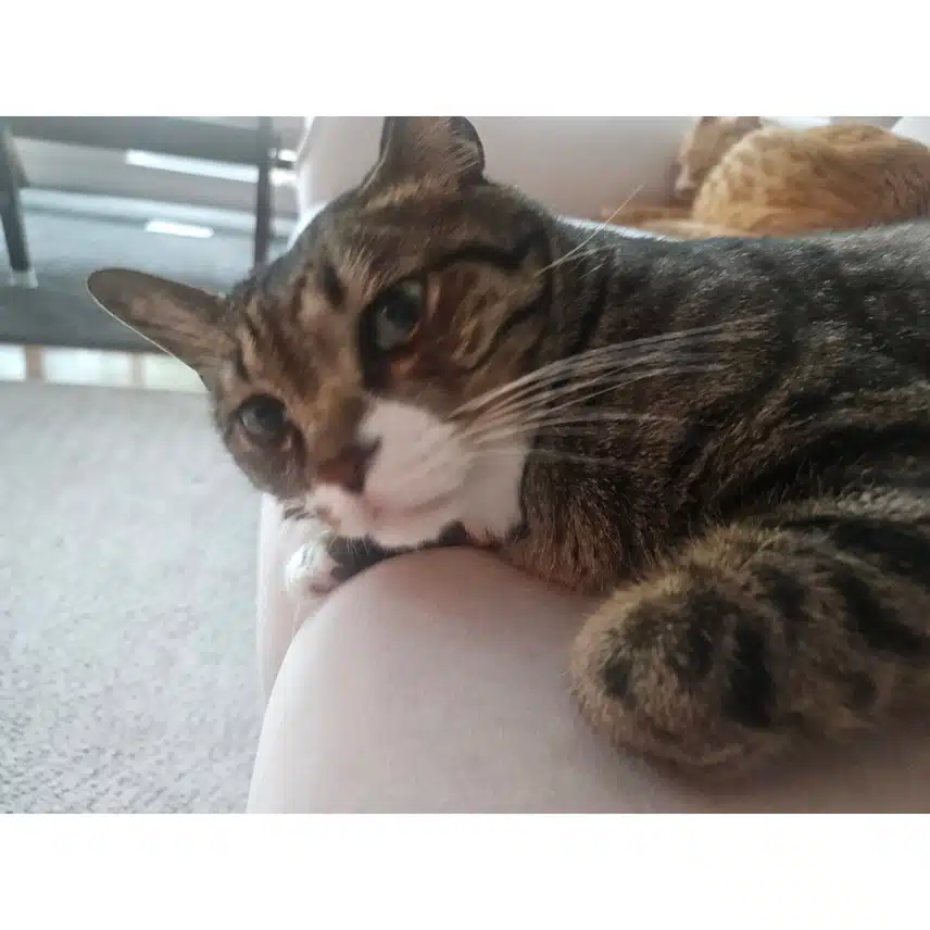 Skiz Reno 上传了一张他家猫的照片来纪念世界猫日。