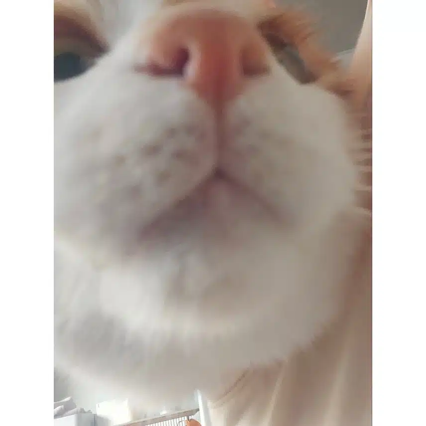 Skiz Reno 上传了一张他家猫的照片来纪念世界猫日。
