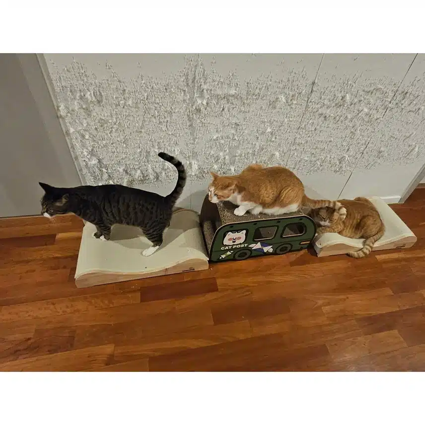 Skiz Reno 上传了一张他家猫的照片来纪念世界猫日。