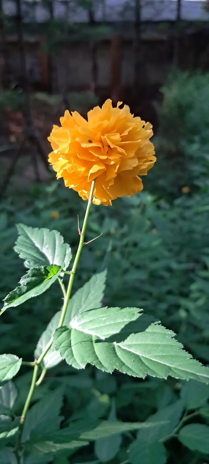 황매화