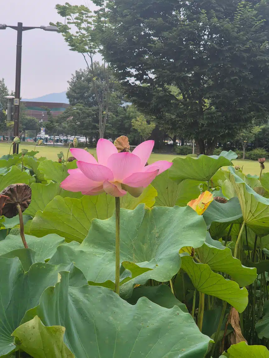 연꽃