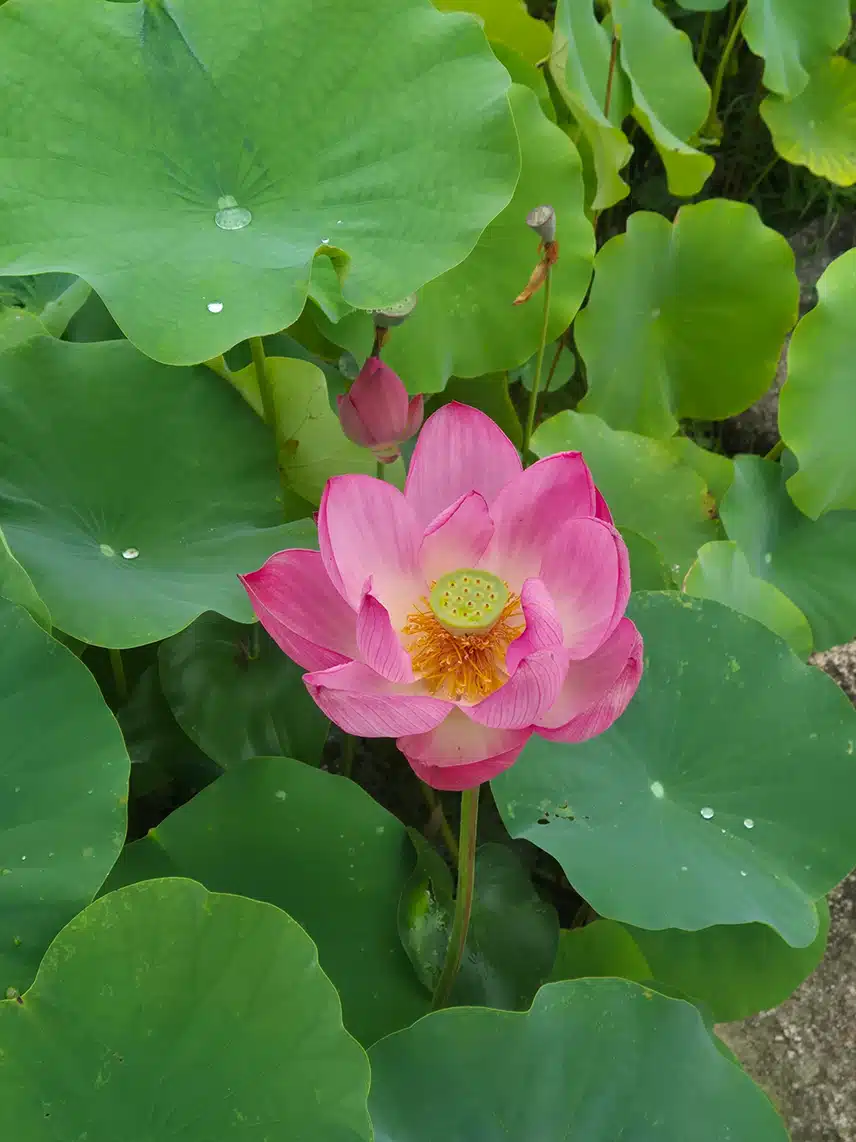 연꽃