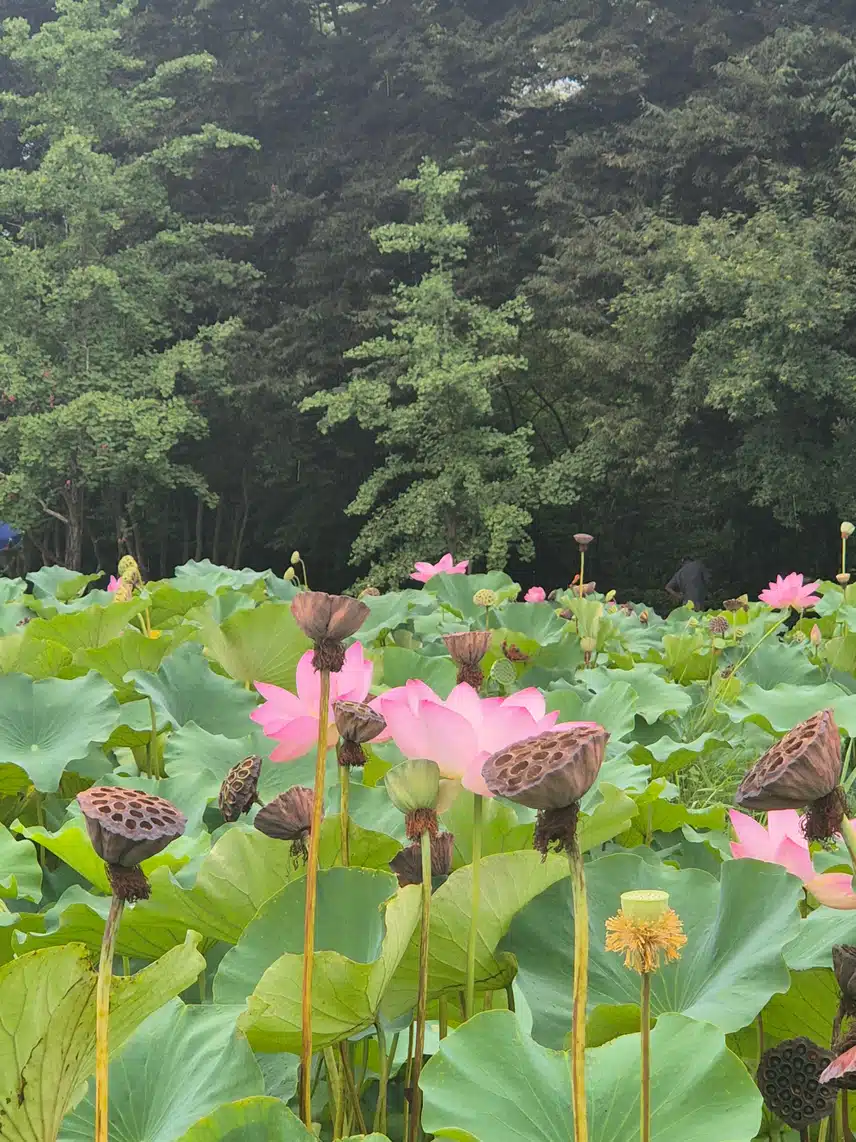 연꽃