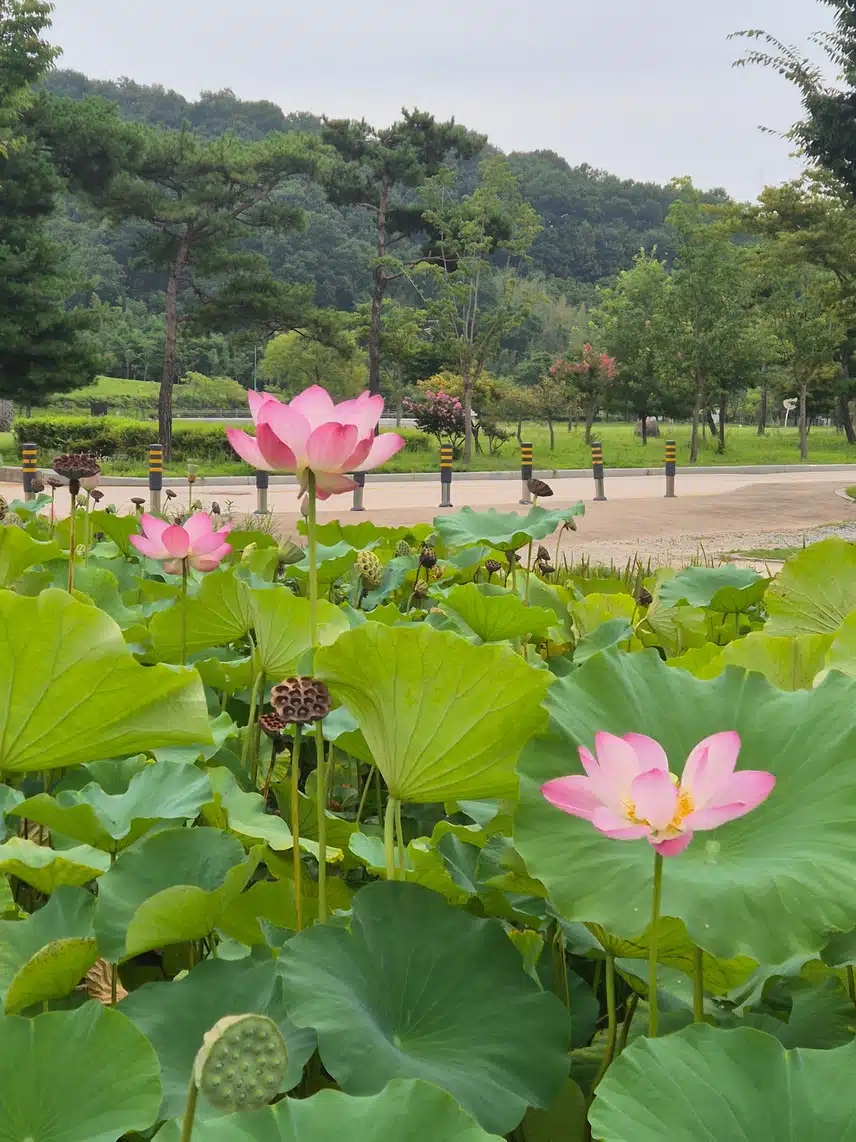 연꽃