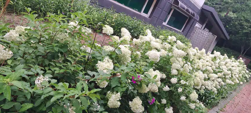 수국길