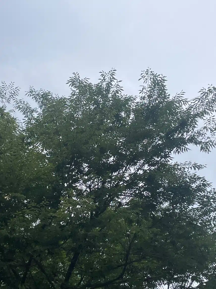 하늘