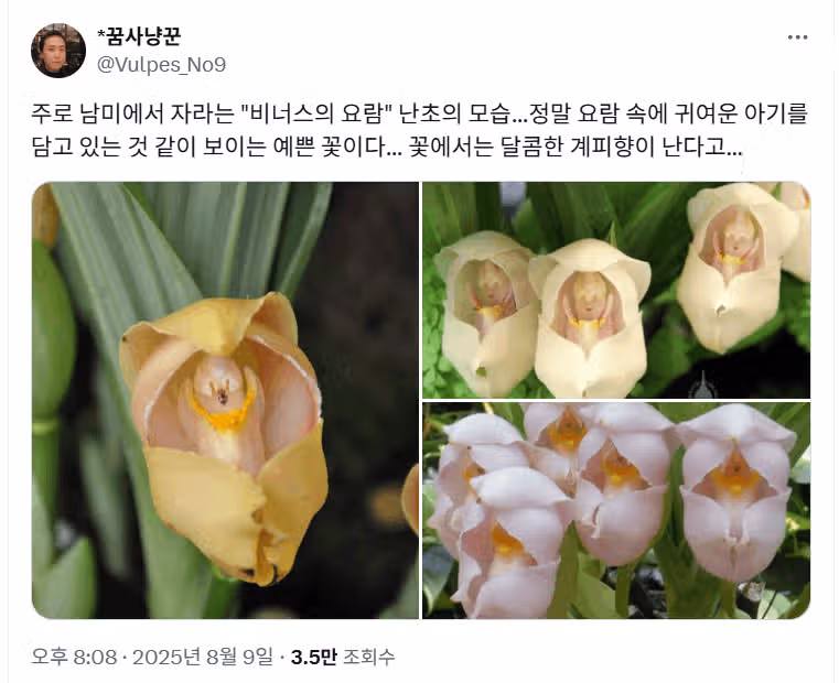 꽃이름이 비너스의 요람