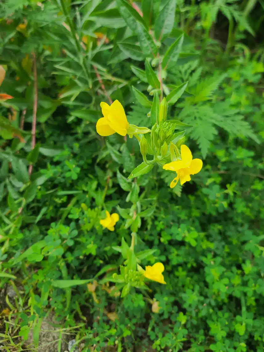 캠핑 왔어요~🏕