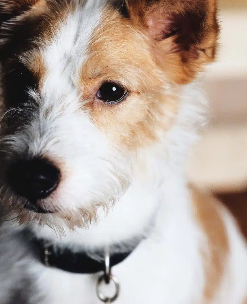 Hank, il cane di Rosé, diventa il modello di copertina per DOGUE