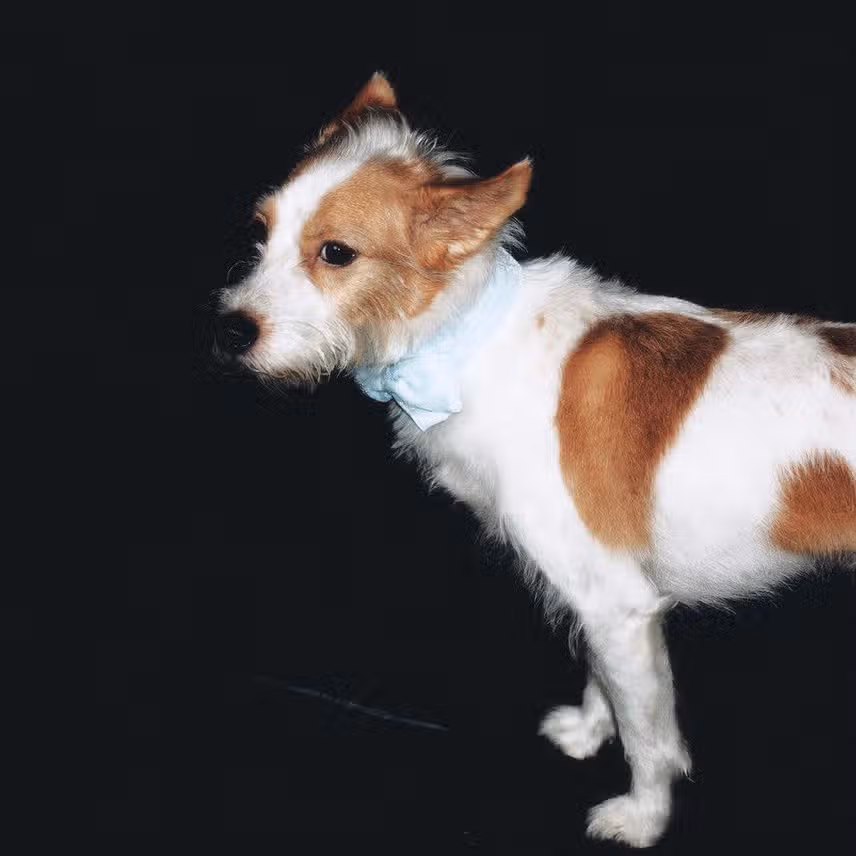 Hank, il cane di Rosé, diventa il modello di copertina per DOGUE